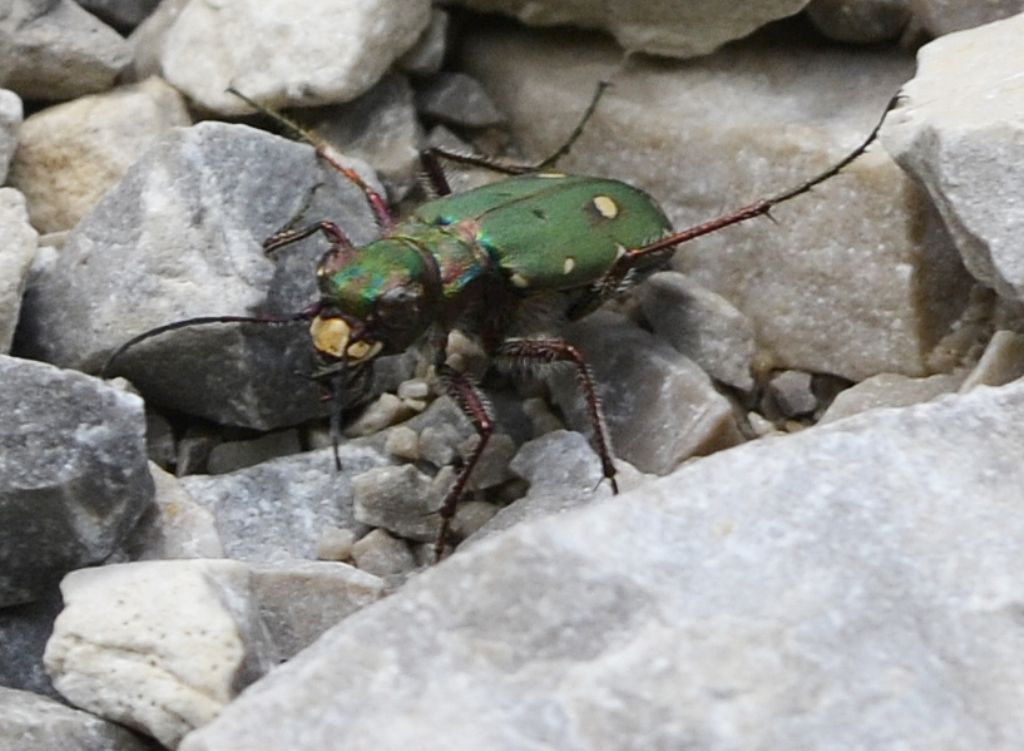 Cincindela campestris?